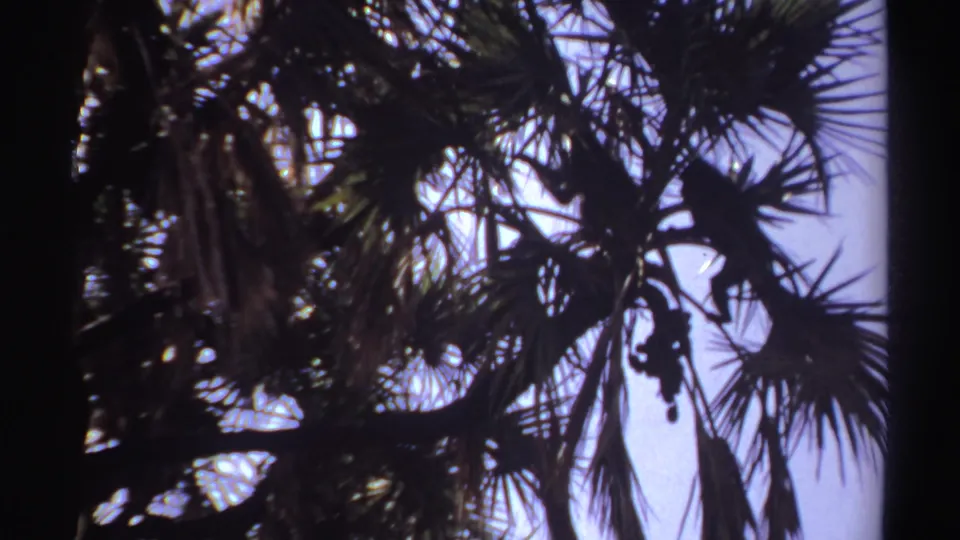 Final 1969 8mm Sudan-linked frame showing dark monkey forms within palm foliage against a bright sky.