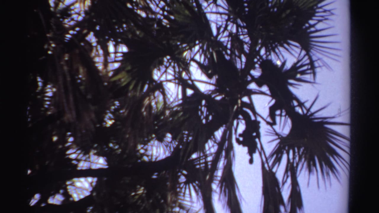 Silhouetted monkey among palm branches against a bright sky.