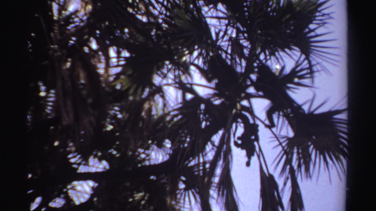 Backlit 8mm view of a monkey moving through palm branches in the Sudan-attributed 1969 footage.