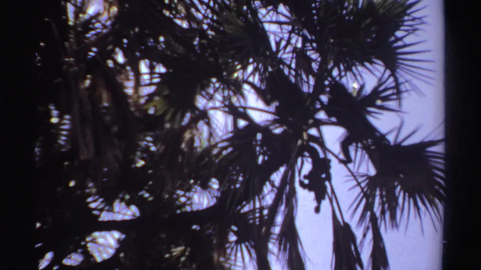 Backlit 8mm view of a monkey moving through palm branches in the Sudan-attributed 1969 footage.