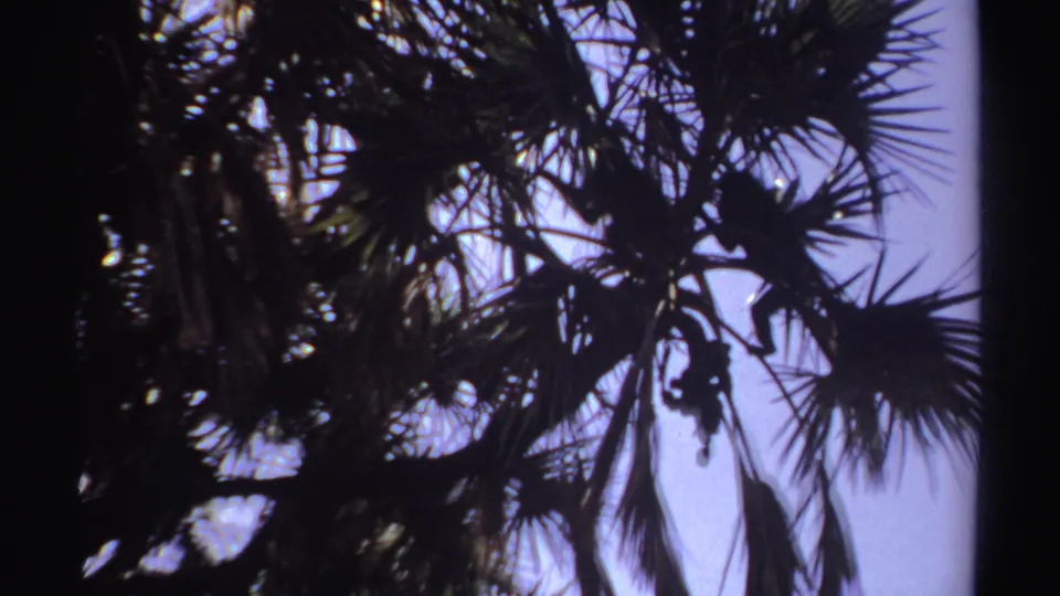 1969 Sudan home-movie still with a monkey partly hidden in a dense palm canopy.