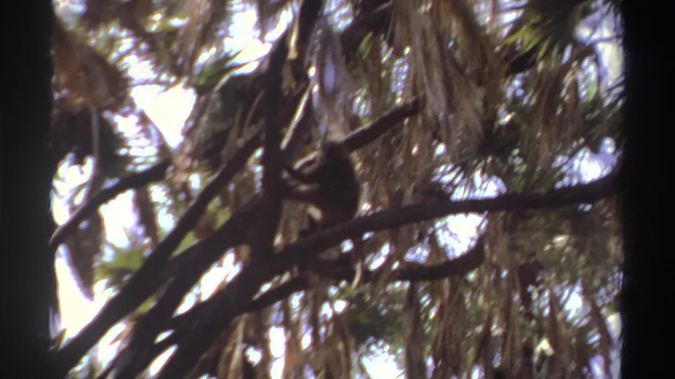 Brighter 8mm frame from the Sudan-attributed 1969 clip showing a monkey on a palm branch.