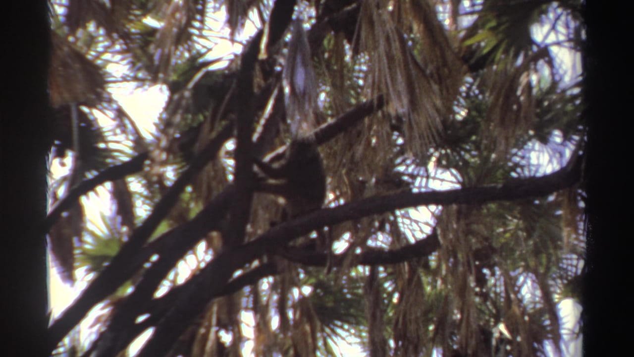 Small primate perched on a branch among palm fronds and bright sky.