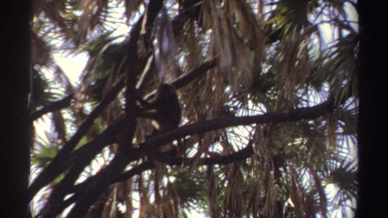 1969 Sudan home-movie still with the primate partly silhouetted on a branch beneath layered palm fronds.