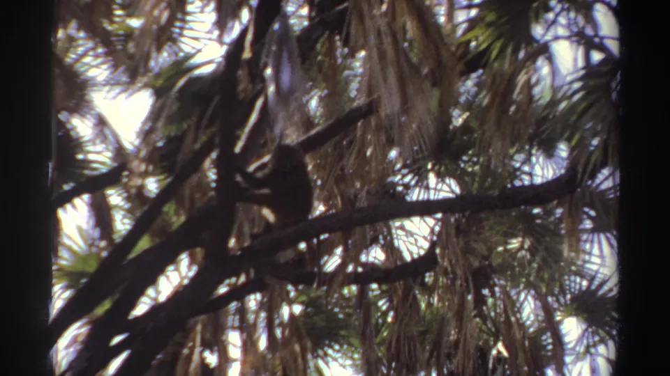 1969 Sudan home-movie still with the primate partly silhouetted on a branch beneath layered palm fronds.