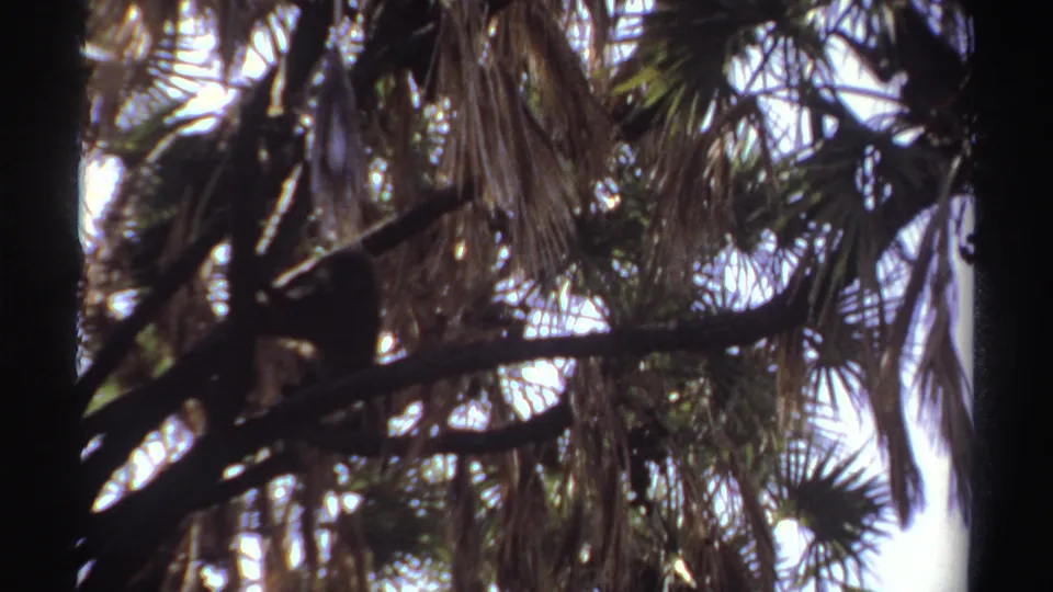 1969 Sudan 8mm still showing the primate crouched on a horizontal branch with dense foliage and bright gaps of sky behind it.