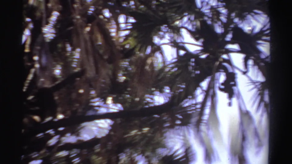 Final 1969 Sudan 8mm frame with blurred palm fronds and dark branches, with the primate no longer clearly defined in the foliage.