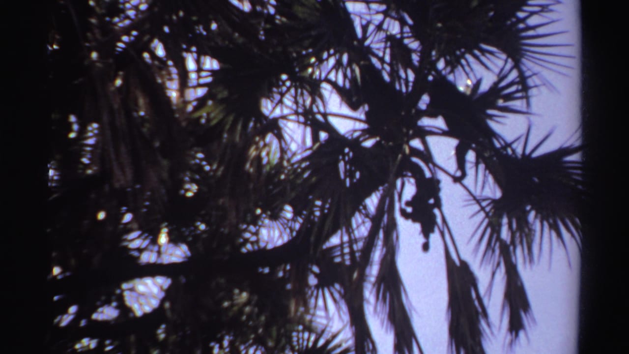 Palm fronds silhouetted against a pale blue sky.