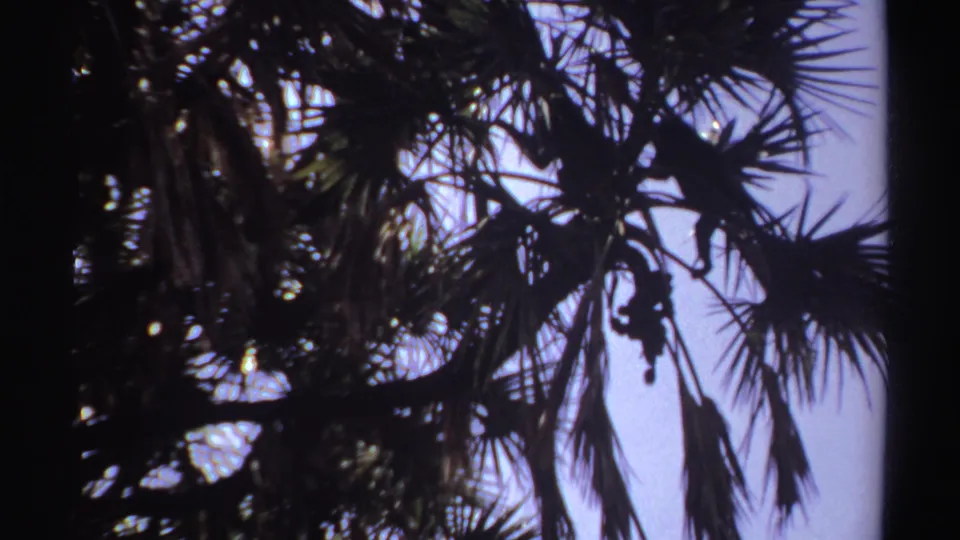 1969 Sudan 8mm frame showing dark palm foliage silhouetted against a pale blue sky with visible film edges.