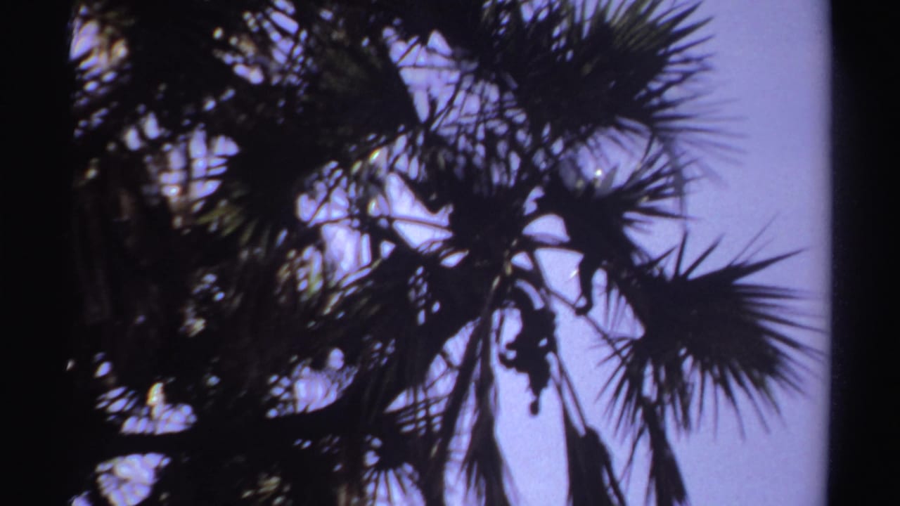 Palm foliage and branches silhouetted against blue sky.