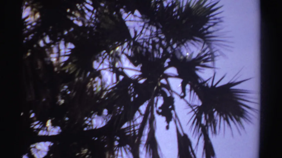 Silhouetted palm branches fill the upper frame in this Sudan 1969 home-movie view of foliage and sky.