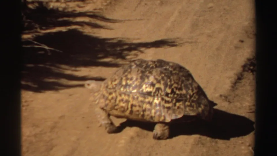 A leopard tortoise crosses sunlit sandy ground in the Sudan 1969 8mm clip, with long shadows nearby.