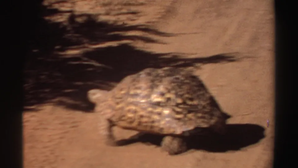 The tortoise continues across sandy ground, its patterned shell lit by sun and partly softened by 8mm motion blur.