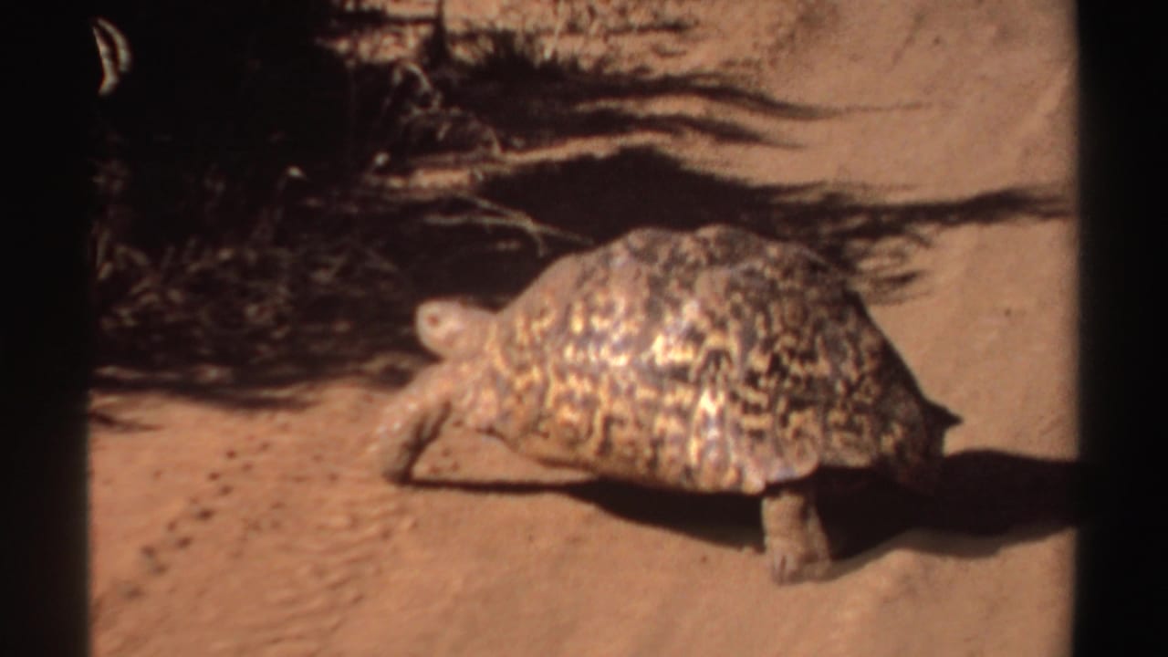 Tortoise crossing a dusty path beside dark low vegetation.