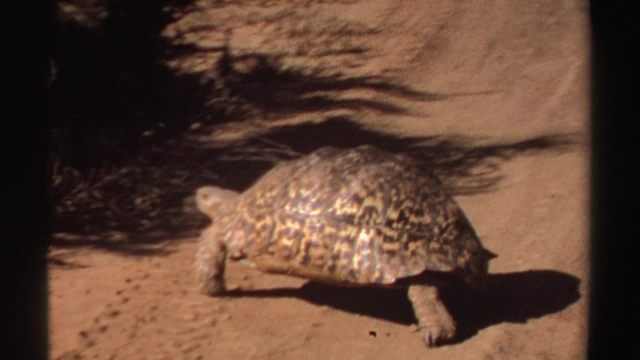 Tortoise in side view on a sunlit dry path.