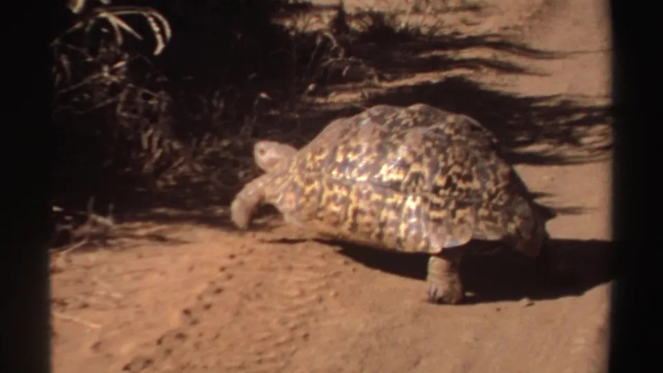 1969 Sudan 8mm frame with the tortoise close to darker brush at the edge of a dusty track.