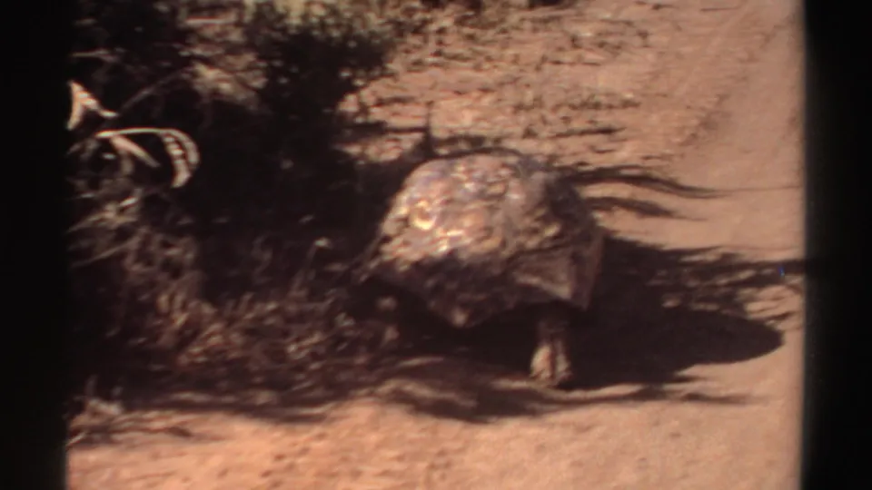 Tortoise shown from a front angle near low vegetation in faded 1969 Sudan 8mm footage.
