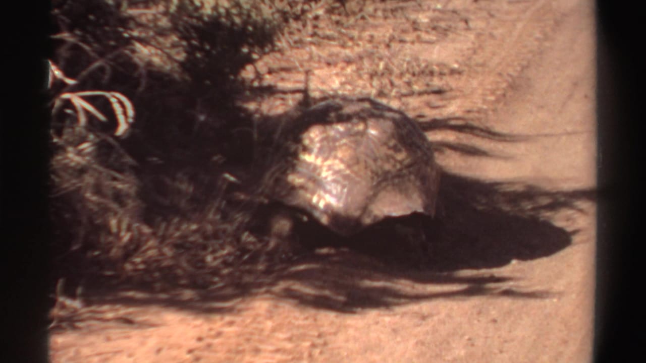 Large tortoise on a dusty road beside dry roadside shrubs.
