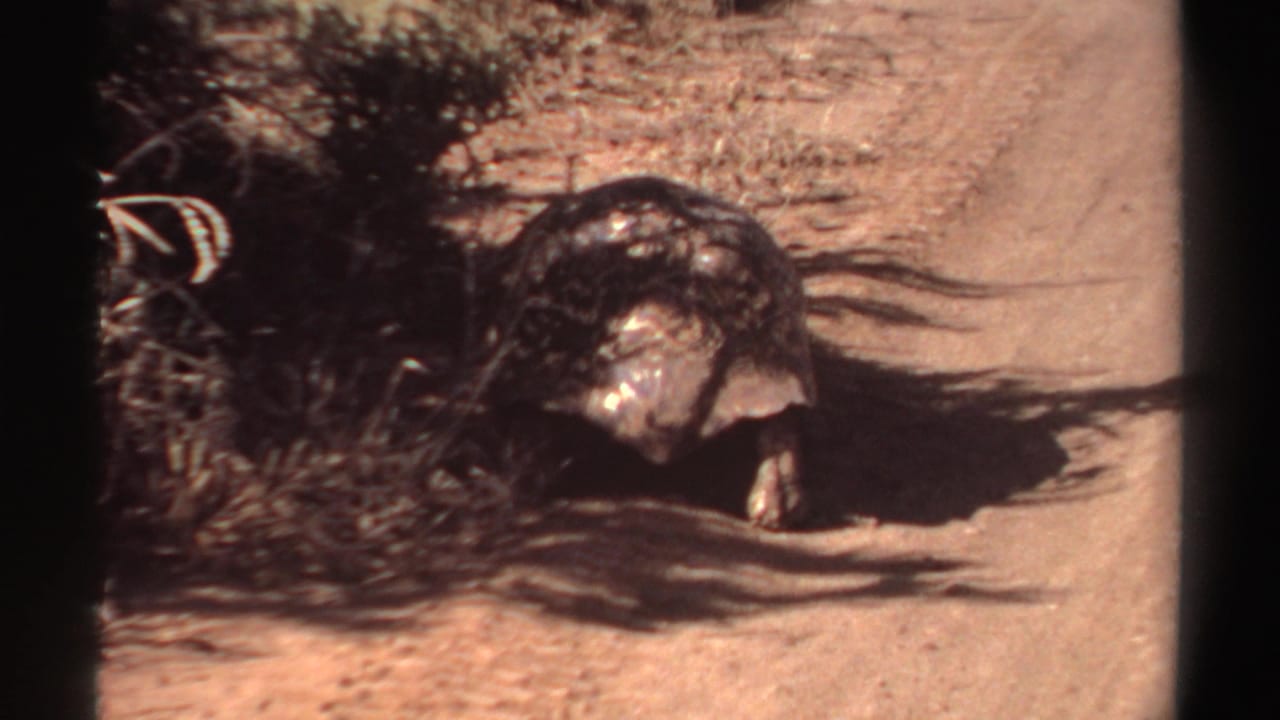 In this 1969 Sudan home-movie frame, the tortoise appears near roadside vegetation under strong sun.