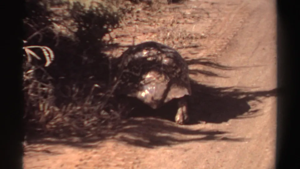 In this 1969 Sudan home-movie frame, the tortoise appears near roadside vegetation under strong sun.