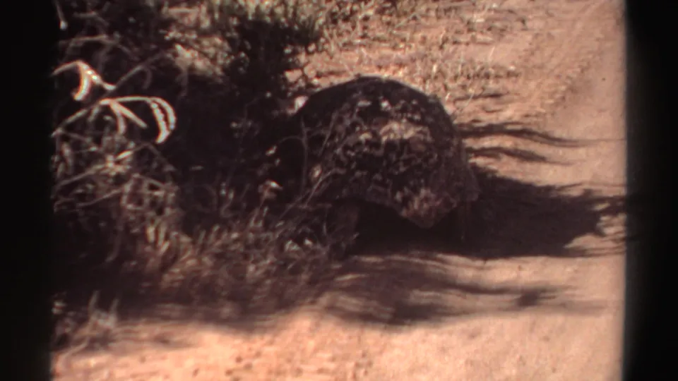 Rear view of the tortoise in 1969 Sudan footage as it approaches low scrub along a dusty roadside.