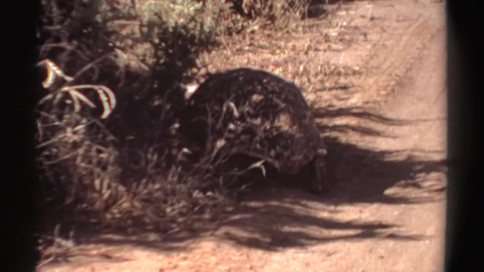 The tortoise pauses or moves slowly beside scrub in a sunlit 1969 Sudan home-movie frame.