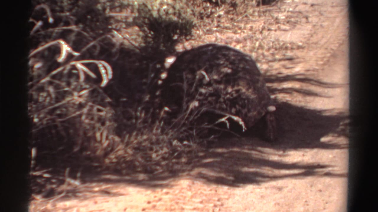 Dark tortoise near dry brush on a dusty path in strong sunlight.