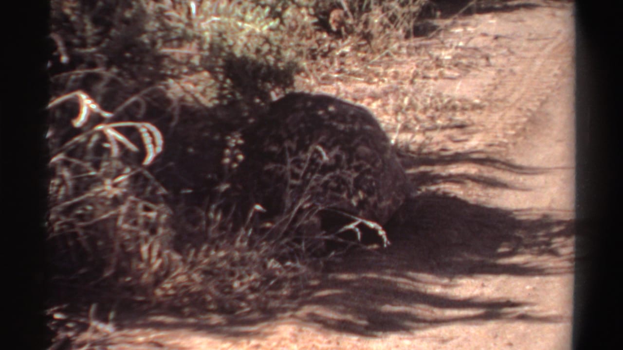 The tortoise continues along the pale dusty path, with dry vegetation and strong shadows visible in the 1969 Sudan footage.
