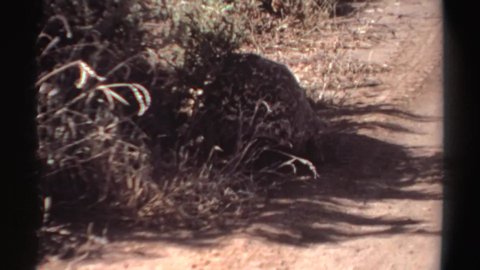 A dark tortoise is seen close to the brush line on a sunlit dirt path, with 8mm grain and frame edges visible.