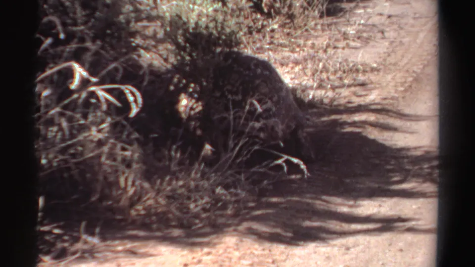 Near the end of the clip, the tortoise remains beside dry grass on the dusty path, its head faintly visible in the 1969 Sudan 8mm frame.