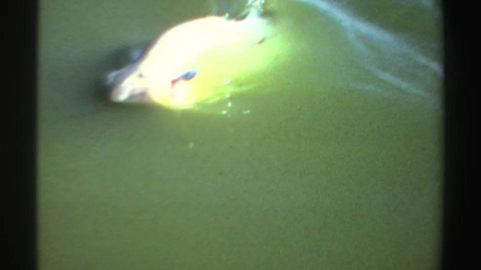 1969 Sudan 8mm frame showing a pale fish near the surface of green lake water, with ripples and small splashes around it.