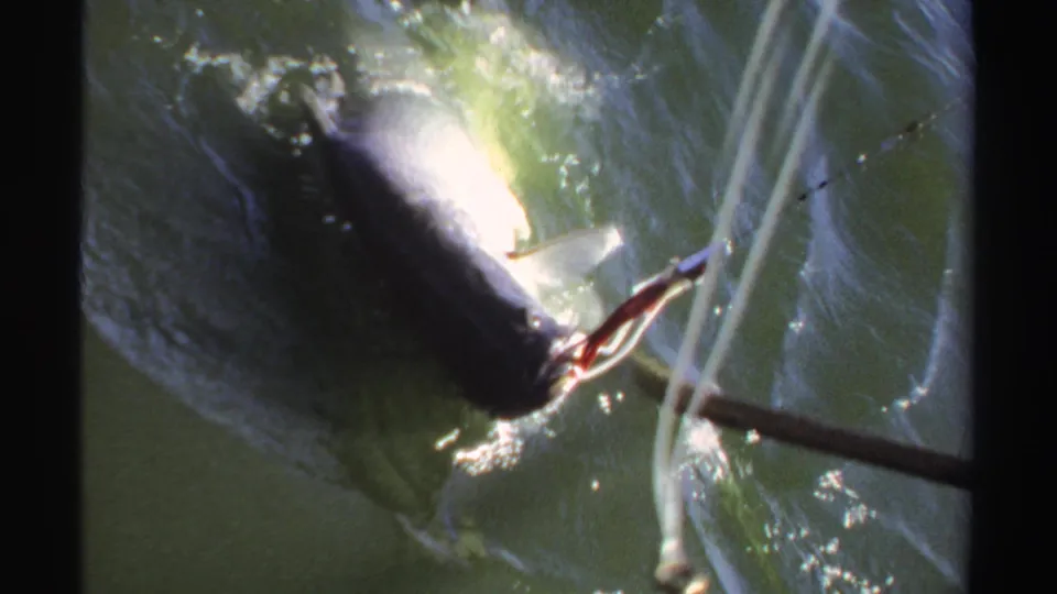 Boat-side 8mm frame showing the fish, line, and tackle against green water as the catch is brought in.