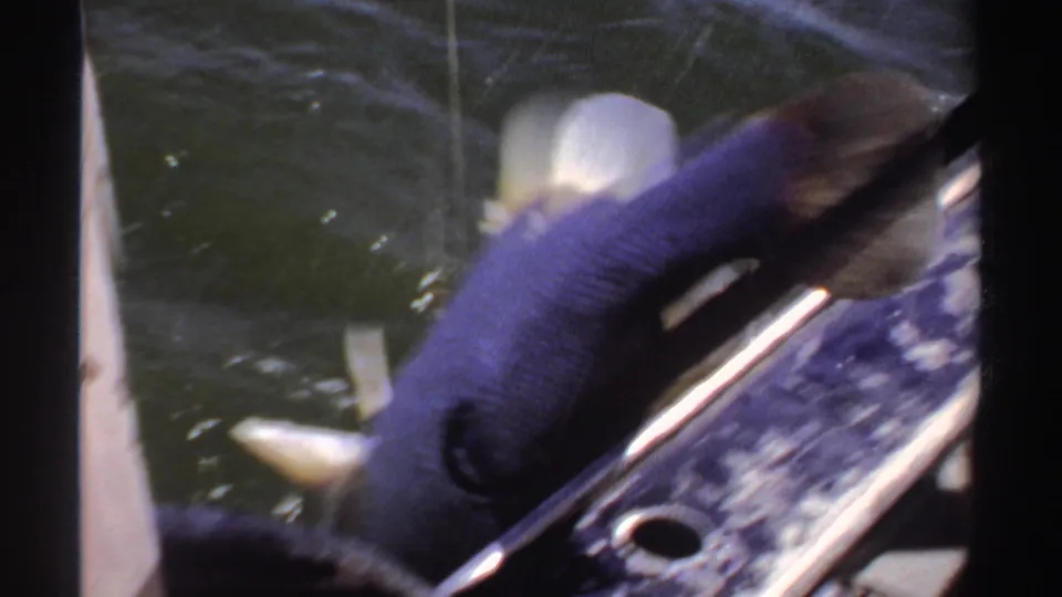 A gloved hand reaches toward the hooked fish beside boat hardware, continuing the 1969 Sudan fishing scene.