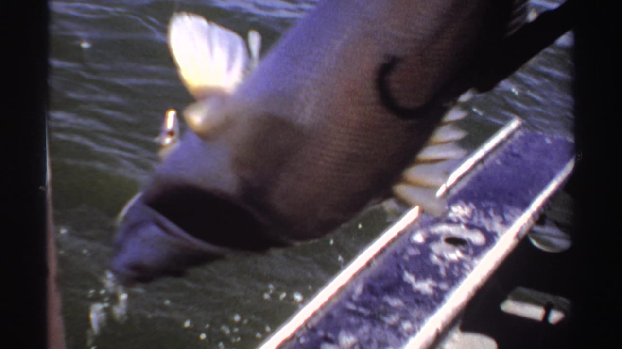 Large fish appears beside a wet boat rail during 1969 Sudan sea-fishing home-movie footage.