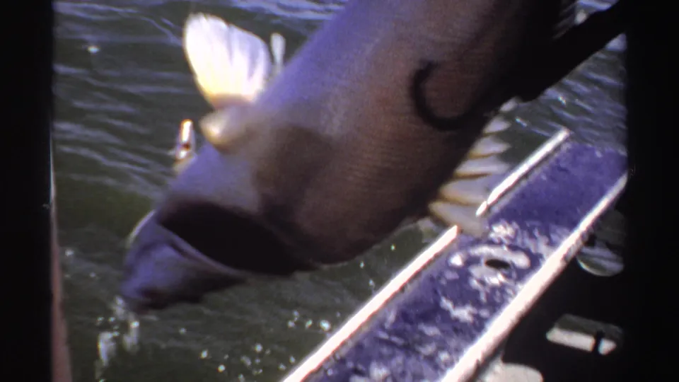 Large fish appears beside a wet boat rail during 1969 Sudan sea-fishing home-movie footage.