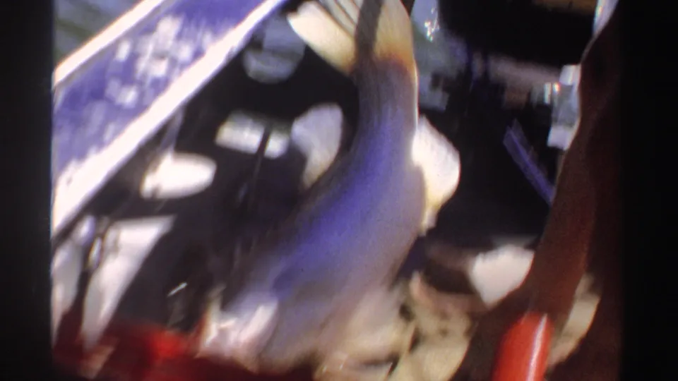A large fish moves near fishing tackle on the boat in the Sudan 1969 home-movie clip.