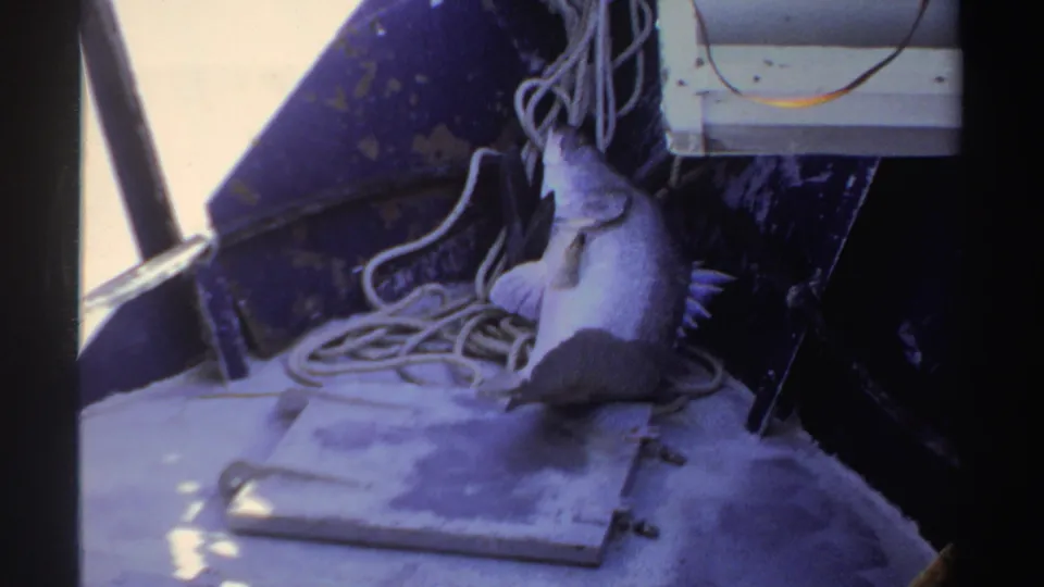 1969 Sudan 8mm frame showing the caught fish on the deck near coiled rope, a metal hatch, and the side of the boat.