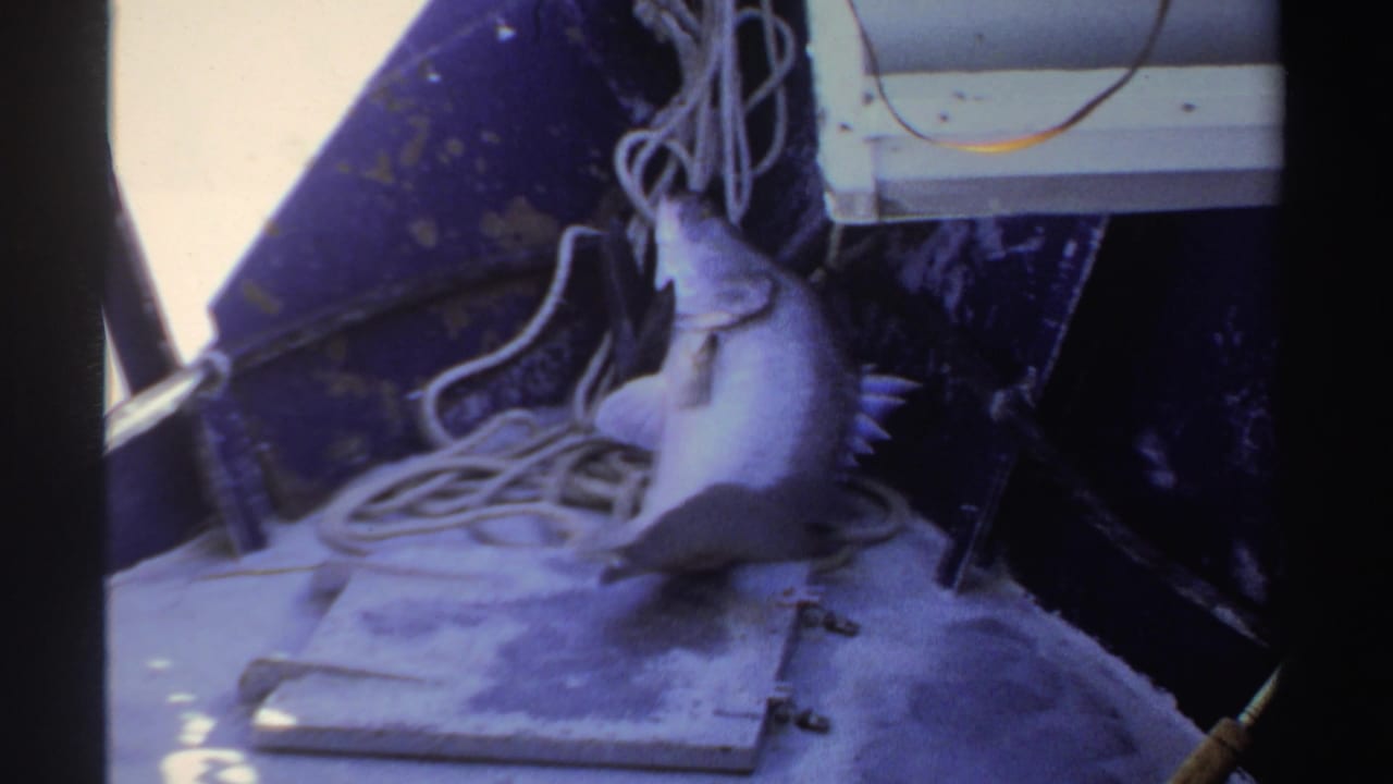 Grey fish lying on a weathered boat deck beside coiled rope and dark hull panels.