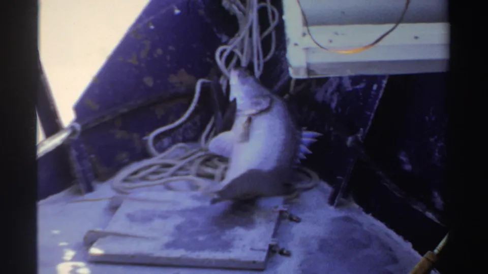 1969 Sudan 8mm frame showing a grey fish on a boat deck with rope coils, hardware, and dark hull sections in close view.