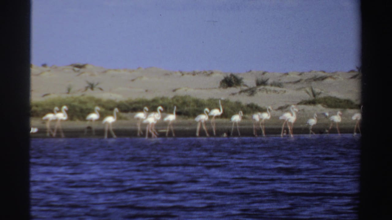1969 Sudan 8mm frame of white flamingos at the water's edge, with blue water in front and sandy banks with sparse greenery behind.