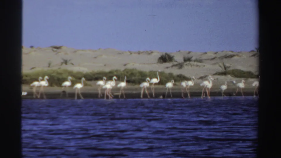 1969 Sudan 8mm frame of white flamingos at the water's edge, with blue water in front and sandy banks with sparse greenery behind.