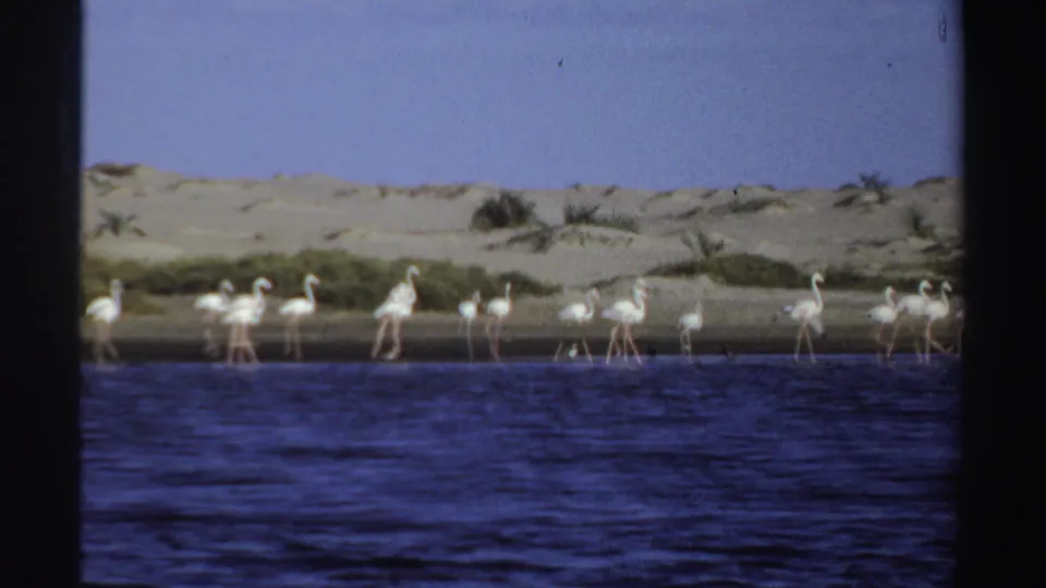 1969 Sudan 8mm frame showing flamingos spread across a distant shoreline, backed by sand, low vegetation, and a clear sky.
