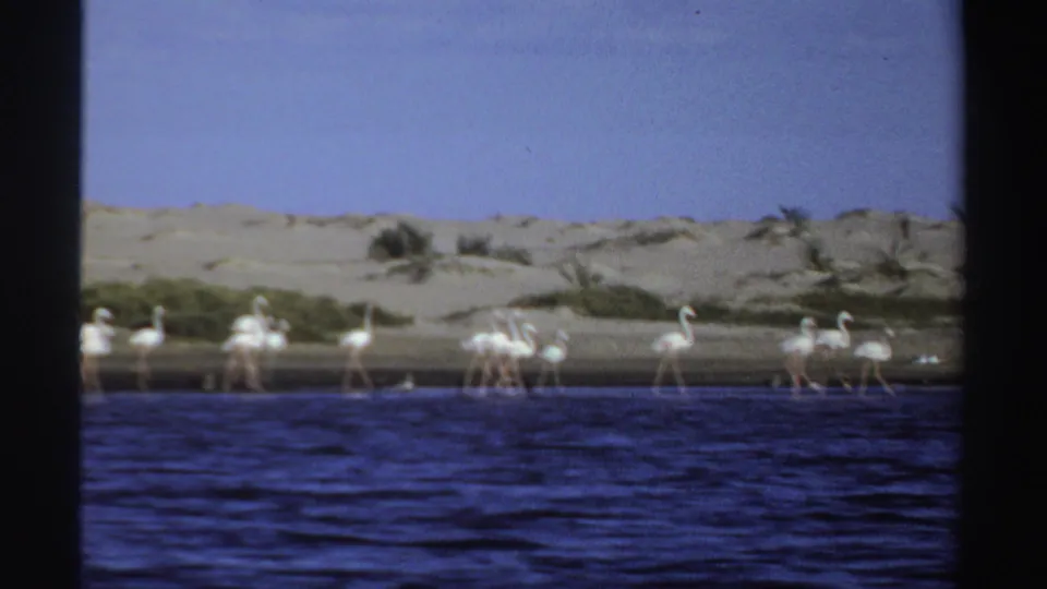1969 Sudan 8mm frame with flamingos gathered along a sandy shoreline, sparse plants behind them, and rippled blue water in the foreground.