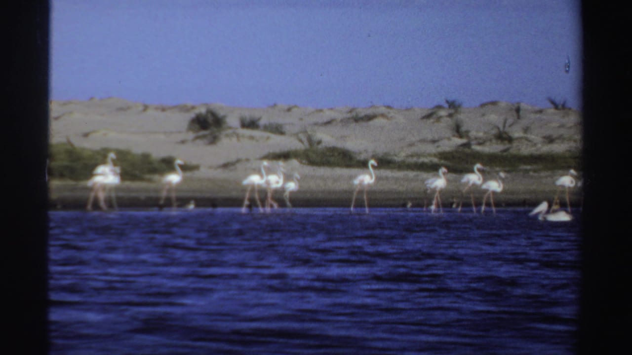 1969 Sudan 8mm frame showing flamingos scattered in shallow lakeshore water, with sandy dunes and sparse vegetation behind them.