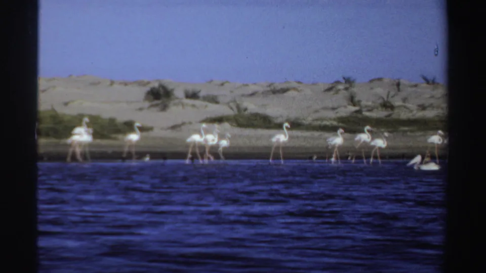 1969 Sudan 8mm frame showing flamingos scattered in shallow lakeshore water, with sandy dunes and sparse vegetation behind them.