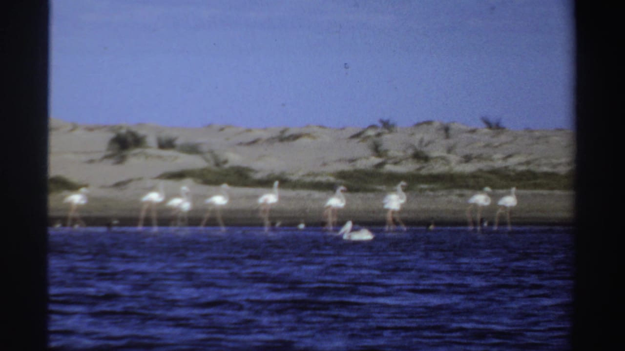 1969 Sudan 8mm frame with flamingos along the far shoreline, a pale pelican-like bird in the water, dunes, scrub, and blue sky.