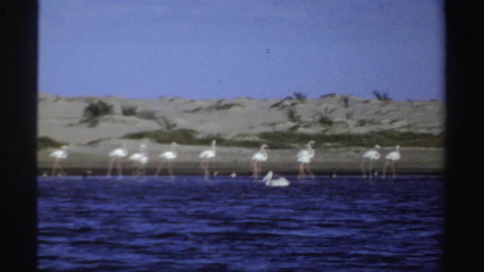1969 Sudan 8mm frame with flamingos along the far shoreline, a pale pelican-like bird in the water, dunes, scrub, and blue sky.