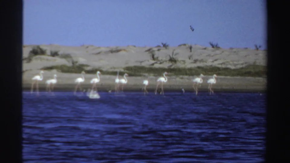 1969 Sudan 8mm frame showing flamingos in shallow shoreline water with a white pelican-like bird, rippled lake surface, dunes, and sparse plants.