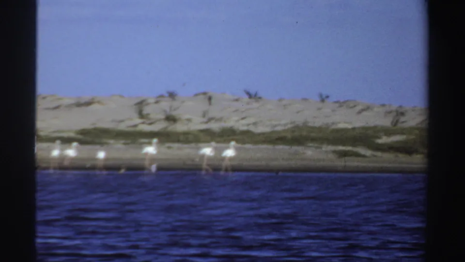 1969 Sudan 8mm frame with a smaller group of flamingos near the shoreline, blue lake water in front, and pale dunes with sparse vegetation behind.