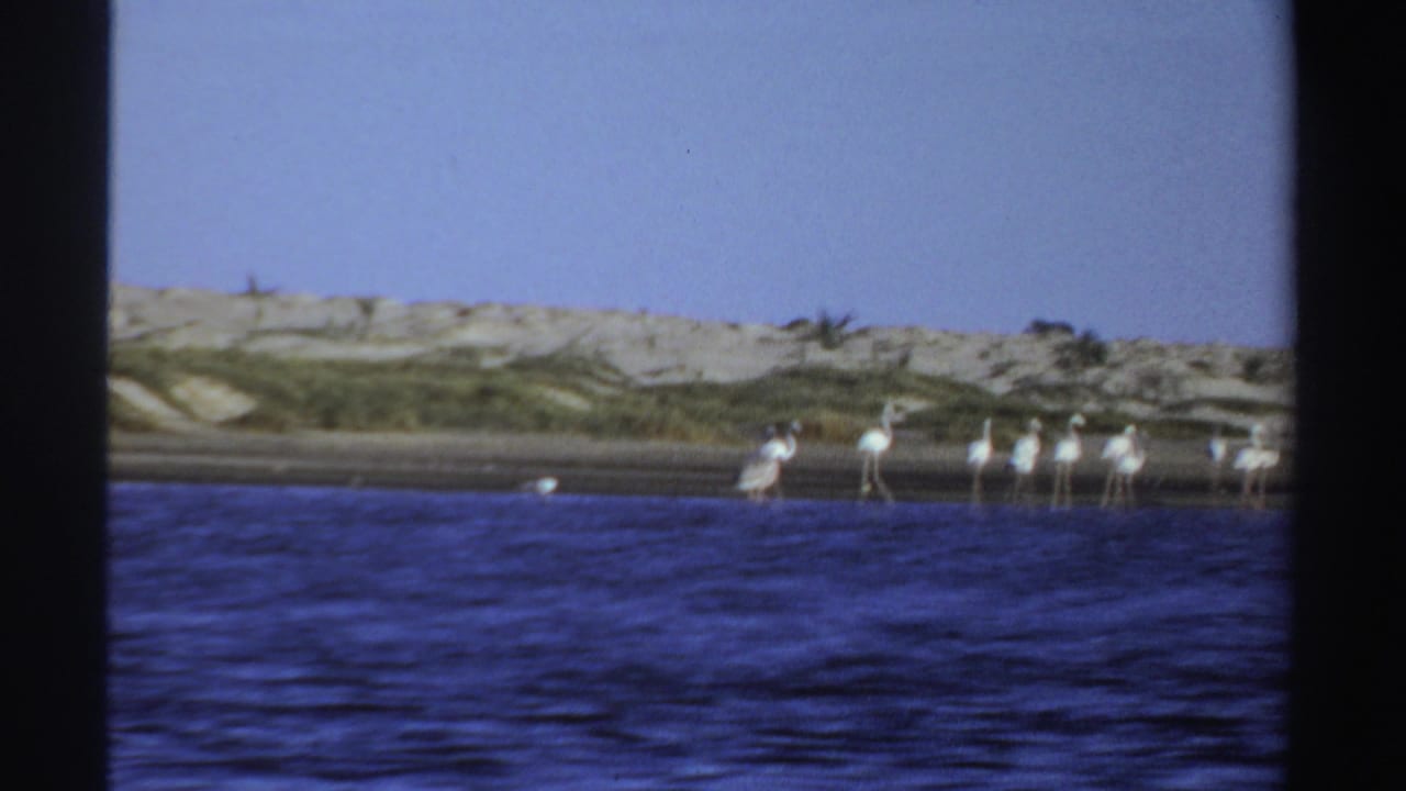 1969 Sudan shoreline view with long-legged white birds gathered at the water's edge below sandy dunes and low vegetation.
